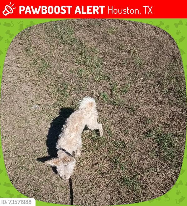 Lost Male Dog last seen Wingstop, Houston, TX 77433