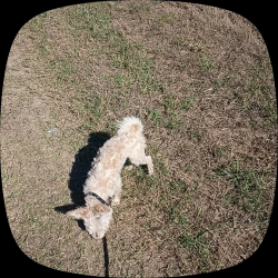 Lost Male Dog last seen Wingstop, Houston, TX 77433
