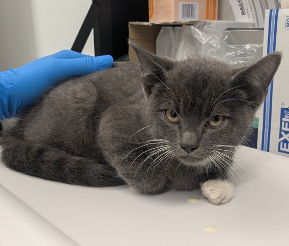 Shelter Stray Male Cat last seen Near BLOCK E ADAMS AVE, DETROIT MI 48226, 1431 E Ferry St, Detroit, MI 48211, USA