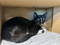 Shelter Stray Female Cat last seen BOSTON, 350 S Huntington Ave, Jamaica Plain, MA 02130, USA