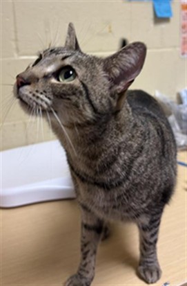 Shelter Stray Female Cat last seen ADRIATIC SEA WAY & MANERA RICA DR, 2127 Front St, Sacramento, CA 95818, USA