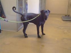 Shelter Stray Male Dog last seen SOUTH WATT AVE AT KIEFER BLVD, 95826, 3839 Bradshaw Rd, Sacramento, CA 95827, USA