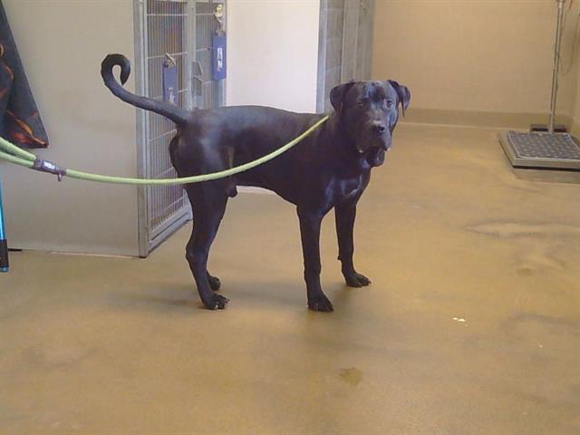 Shelter Stray Male Dog last seen SOUTH WATT AVE AT KIEFER BLVD, 95826, 3839 Bradshaw Rd, Sacramento, CA 95827, USA