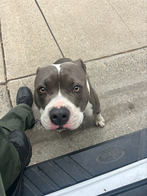Shelter Stray Male Dog last seen J PKWY/ CENTER PKWY, 95823, 3839 Bradshaw Rd, Sacramento, CA 95827, USA