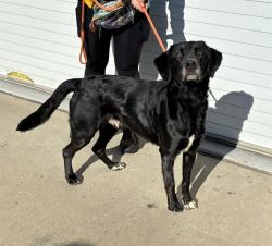 Shelter Stray Male Dog last seen Near BLOCK WHIRLAWAY DRIVE, 3528 Newburg Rd, Louisville, KY 40218, USA