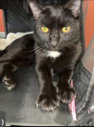 Shelter Stray Male Cat last seen Near BLOCK HORTON AVE, 3528 Newburg Rd, Louisville, KY 40218, USA