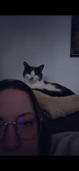 Lost Male Cat last seen Gaylord, Crest Hill, IL 60403