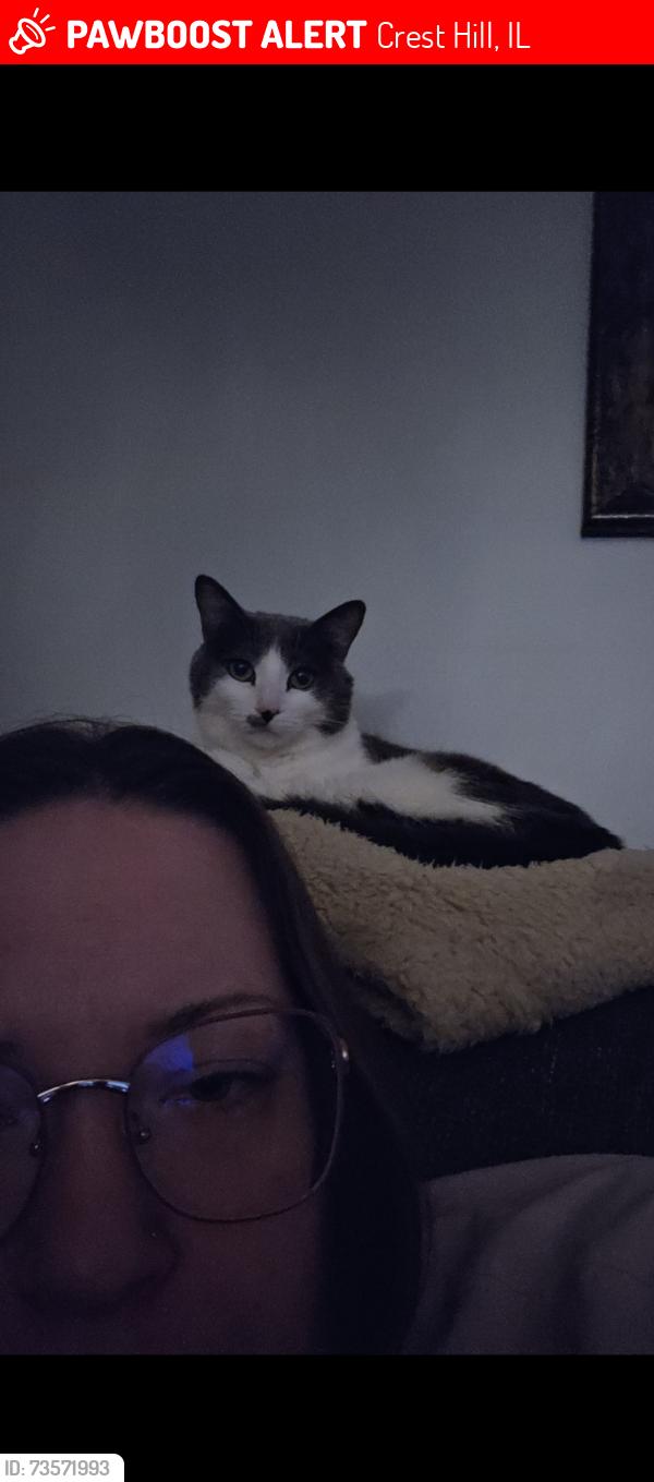 Lost Male Cat last seen Gaylord, Crest Hill, IL 60403