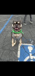 Lost Male Dog last seen Barranca, Covina, Covina, CA 91723