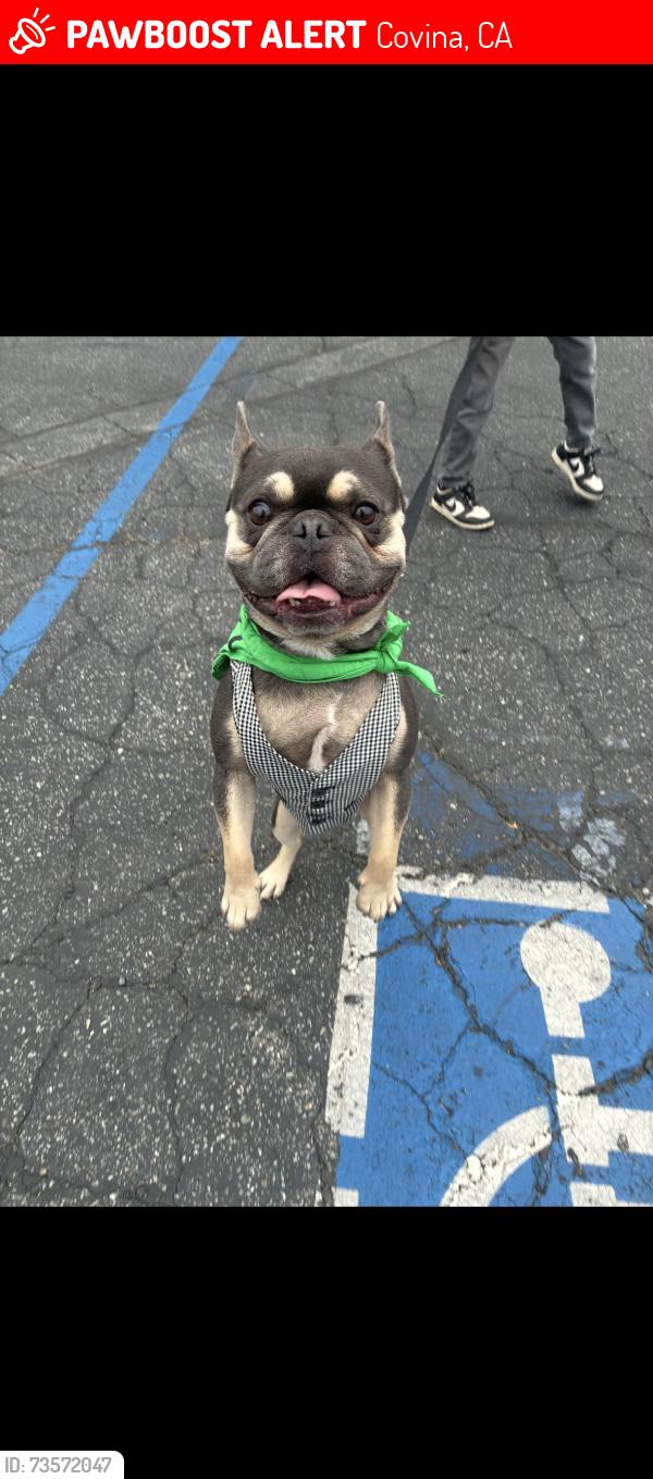 Lost Male Dog last seen Barranca, Covina, Covina, CA 91723