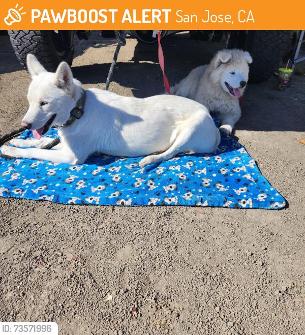 Found/Stray Female Dog last seen Cross street south white rd., San Jose, CA 95127