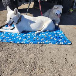 Found/Stray Female Dog last seen Cross street south white rd., San Jose, CA 95127