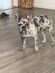 Reunited Female Dog last seen O St and E Princeton Ave, Dinuba, CA 93618
