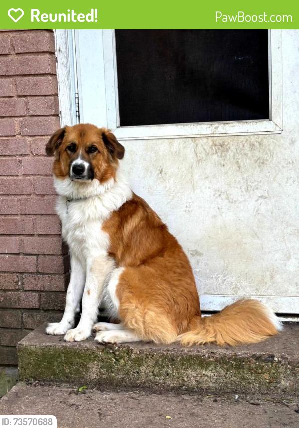 Reunited Female Dog last seen Jefferson roundabout, Dallas, TX 75211
