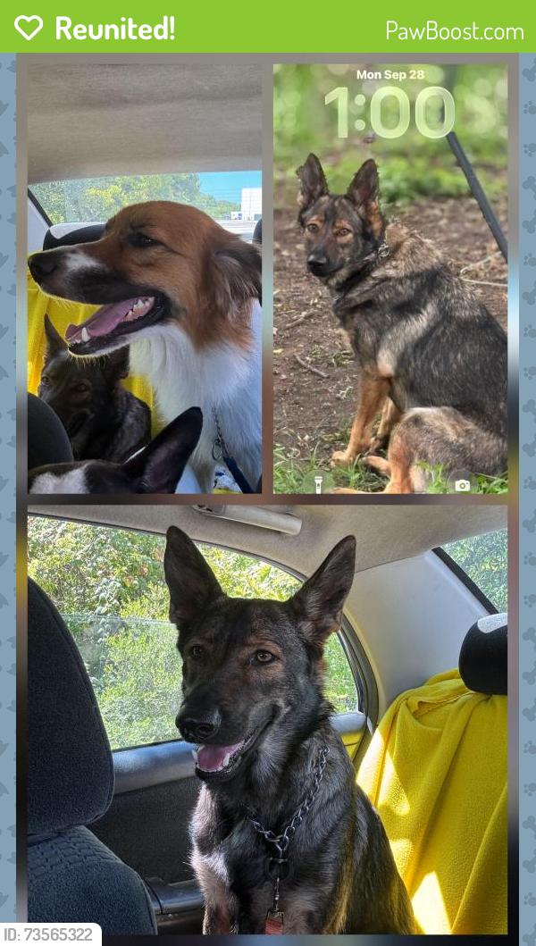 Reunited Female Dog last seen Jefferson roundabout, Dallas, TX 75211