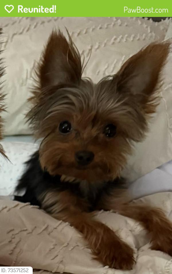 Reunited Male Dog last seen Mitchell ave, Cleburne, TX 76033