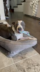 Shelter Stray Male Dog last seen , West District, TX, 355 Hillshire Dr, Haslet, TX 76052, USA