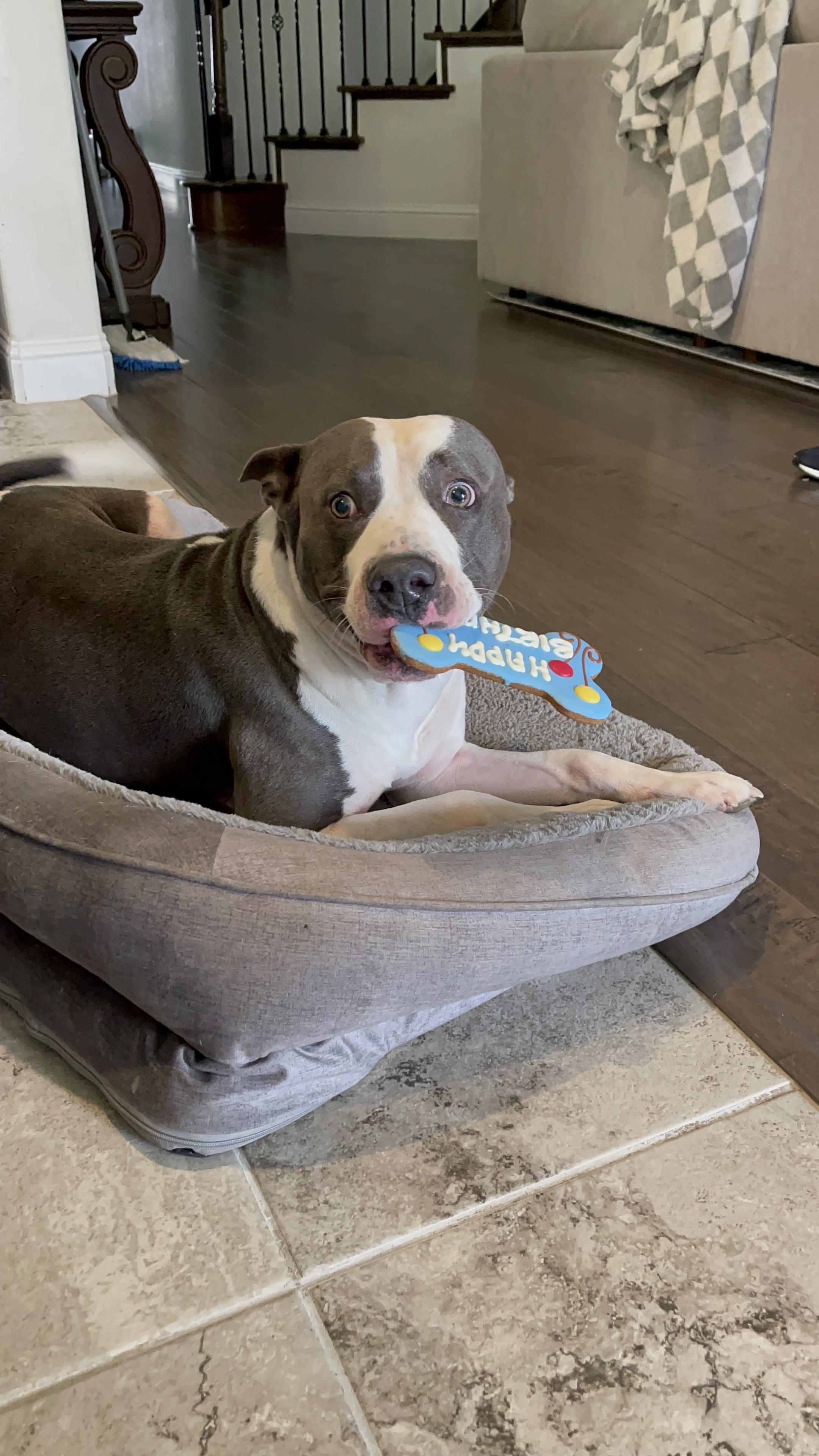 Shelter Stray Male Dog last seen , West District, TX, 355 Hillshire Dr, Haslet, TX 76052, USA