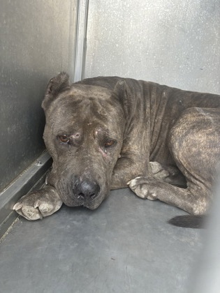 Shelter Stray Male Dog last seen Near blk s dick price- KN, KENNEDALE, TX, 3961 Bluebell Dr, Everman, TX 76140, USA