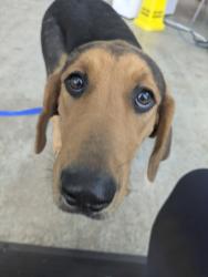 Shelter Stray Female Dog last seen , , TX, 355 Hillshire Dr, Haslet, TX 76052, USA