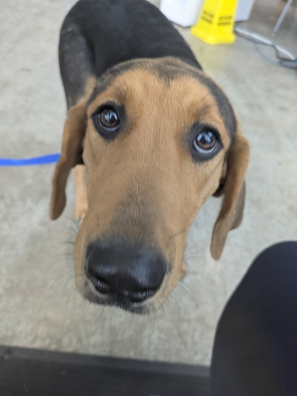 Shelter Stray Female Dog last seen , , TX, 355 Hillshire Dr, Haslet, TX 76052, USA
