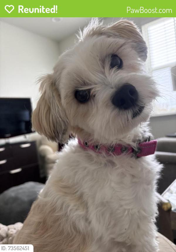 Reunited Female Dog last seen Paragon Way, Suffolk, Va. 23435, Suffolk, VA 23435