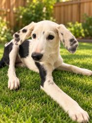Shelter Stray Female Dog last seen S Blythe Ave & W Muscat Ave, Fresno Zone Fresno CO 1A 93706, CA, 1510 W Dan Ronquillo Dr, Fresno, CA 93706, USA