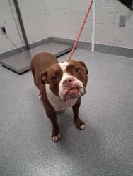 Shelter Stray Female Dog last seen Near Ailor Avenue, Sevier County ACO, TN, 1008 Old Knoxville Hwy, Sevierville, TN 37862, USA