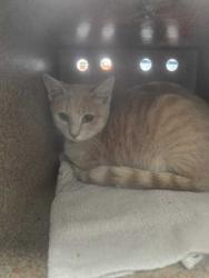 Shelter Stray Male Cat last seen Near Nichols St, Sevier County ACO, TN, 1008 Old Knoxville Hwy, Sevierville, TN 37862, USA