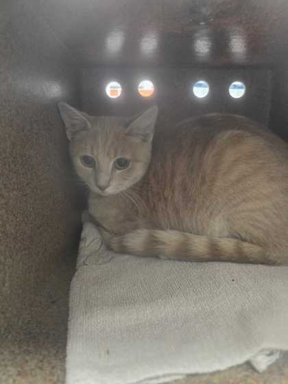 Shelter Stray Male Cat last seen Near Nichols St, Sevier County ACO, TN, 1008 Old Knoxville Hwy, Sevierville, TN 37862, USA