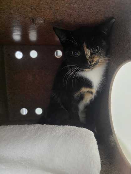 Shelter Stray Female Cat last seen Near Nichols St, Sevier County ACO, TN, 1008 Old Knoxville Hwy, Sevierville, TN 37862, USA