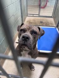 Shelter Stray Male Dog last seen Near 82nd Ave, Oakland, CA, 1101 29th Ave, Oakland, CA 94601, USA