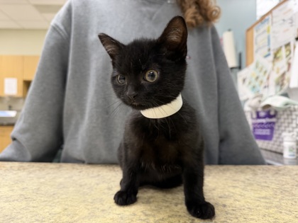 Shelter Stray Female Cat last seen Hamilton St, 43607, OH, 827 Illinois Ave, Maumee, OH 43537, USA