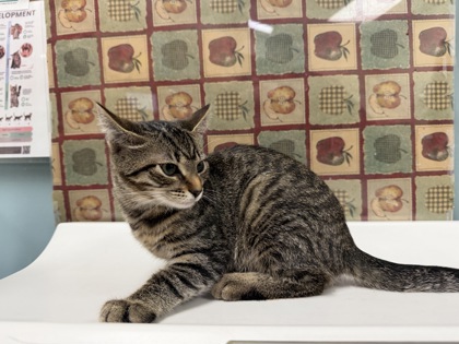 Shelter Stray Female Cat last seen Hamilton St, 43607, OH, 827 Illinois Ave, Maumee, OH 43537, USA
