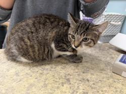 Shelter Stray Female Cat last seen Hamilton St, 43607, OH, 827 Illinois Ave, Maumee, OH 43537, USA