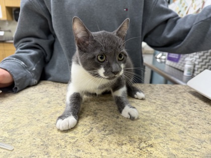 Shelter Stray Female Cat last seen Hamilton St, 43607, OH, 827 Illinois Ave, Maumee, OH 43537, USA