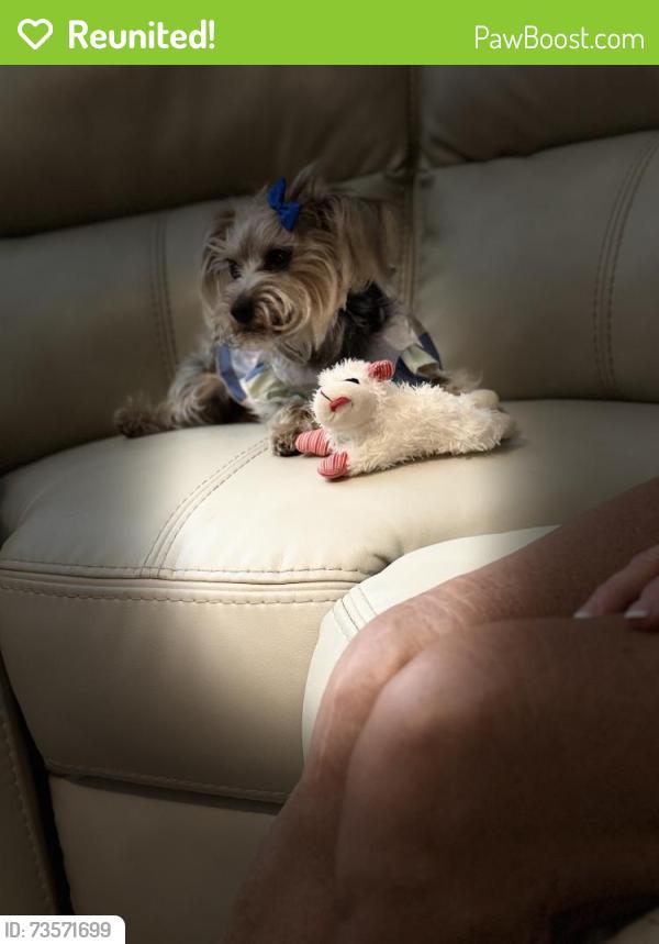 Reunited Female Dog last seen Bellview Pines Dr and Bellview Pines Place, Bellview, FL 32526