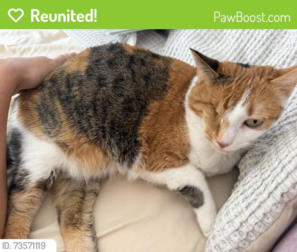 Reunited Female Cat last seen Stone Pier Dr Boynton Beach, FL 33472 United States, Boynton Beach, FL 33472
