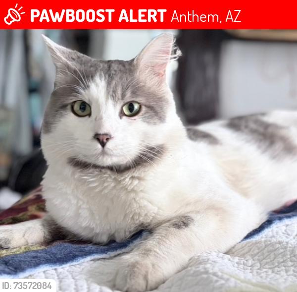 Lost Male Cat last seen Anthem Panhandle, Anthem, AZ 85086