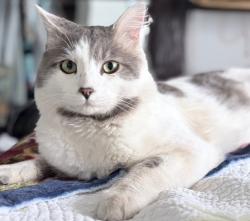 Lost Male Cat last seen Anthem Panhandle, Anthem, AZ 85086