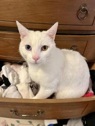 Lost Male Cat last seen Thornhill and Doncaster, Oakland, CA 94611