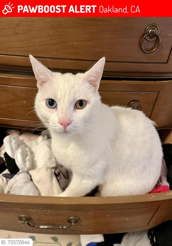 Lost Male Cat last seen Thornhill and Doncaster, Oakland, CA 94611
