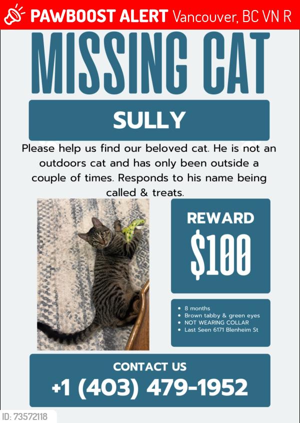 Lost Male Cat last seen Blenheim and SW Marine Dr, Vancouver, BC V6N 1R3