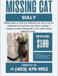 Lost Male Cat last seen Blenheim and SW Marine Dr, Vancouver, BC V6N 1R3