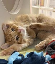 Shelter Stray Male Cat last seen Near block of 7th ave N, GREAT FALLS, MT, 59401, 1010 25th Ave NE, Great Falls, MT 59404, USA