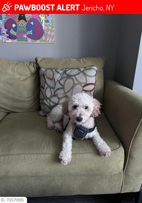 Lost Male Dog last seen Birchwood Park Crescent, Jericho, NY 11753