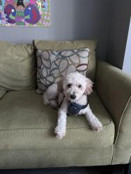 Lost Male Dog last seen Birchwood Park Crescent, Jericho, NY 11753
