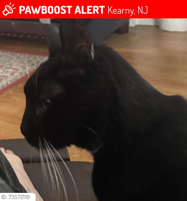 Lost Male Cat last seen Near Argyle Place Kearny New Jersey, Kearny, NJ 07032