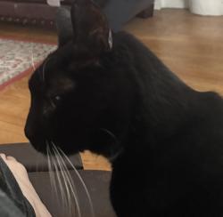 Lost Male Cat last seen Near Argyle Place Kearny New Jersey, Kearny, NJ 07032