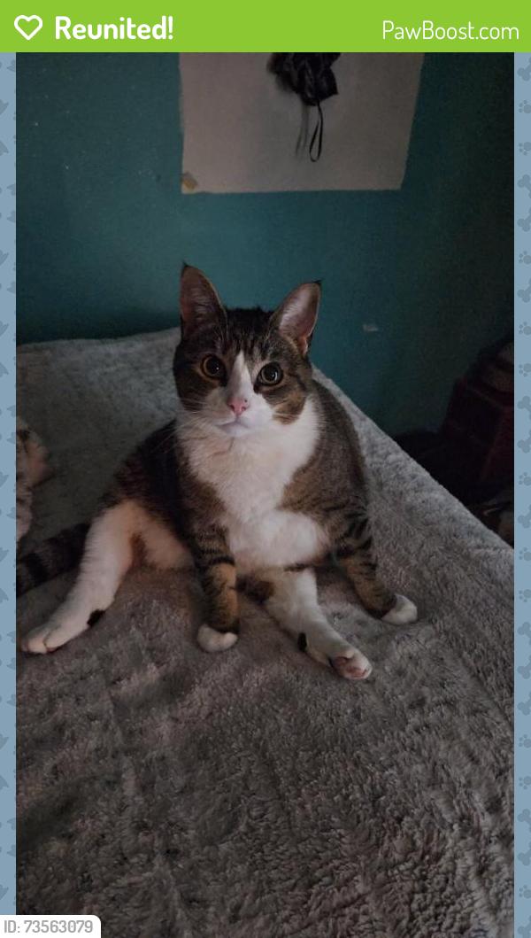 Reunited Female Cat last seen Overlook court, Chestnuthill Township, PA 18330
